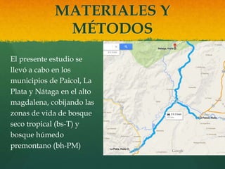 MATERIALES Y 
MÉTODOS 
El presente estudio se 
llevó a cabo en los 
municipios de Paicol, La 
Plata y Nátaga en el alto 
magdalena, cobijando las 
zonas de vida de bosque 
seco tropical (bs-T) y 
bosque húmedo 
premontano (bh-PM) 
 