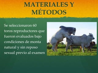MATERIALES Y 
MÉTODOS 
Se seleccionaron 60 
toros reproductores que 
fueron evaluados bajo 
condiciones de monta 
natural y sin reposo 
sexual previo al examen 
 