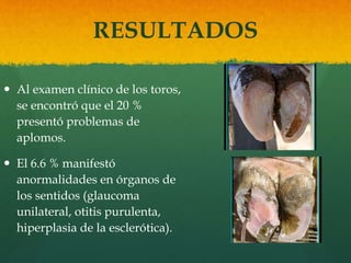 RESULTADOS 
 Al examen clínico de los toros, 
se encontró que el 20 % 
presentó problemas de 
aplomos. 
 El 6.6 % manifestó 
anormalidades en órganos de 
los sentidos (glaucoma 
unilateral, otitis purulenta, 
hiperplasia de la esclerótica). 
 