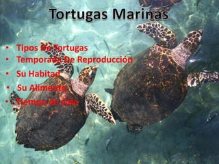 •   Tipos De Tortugas
•   Temporada De Reproducción
•   Su Habitad
•   Su Alimento
•   Tiempo de vida
 