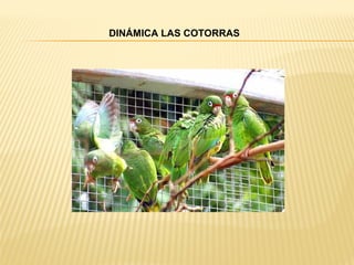 DINÁMICA LAS COTORRAS
 