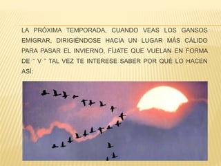 LA PRÓXIMA TEMPORADA, CUANDO VEAS LOS GANSOS
EMIGRAR, DIRIGIÉNDOSE HACIA UN LUGAR MÁS CÁLIDO
PARA PASAR EL INVIERNO, FÍJATE QUE VUELAN EN FORMA
DE “ V ” TAL VEZ TE INTERESE SABER POR QUÉ LO HACEN
ASÍ:
 