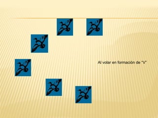 Al volar en formación de “V”
 