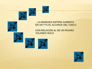 …LA BANDADA ENTERA AUMENTA
EN UN 71% EL ALCANCE DEL VUELO
CON RELACIÓN AL DE UN PÁJARO
VOLANDO SOLO.
 