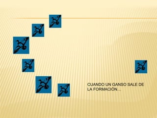 CUANDO UN GANSO SALE DE
LA FORMACIÓN…
 