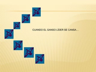CUANDO EL GANSO LÍDER SE CANSA…
 