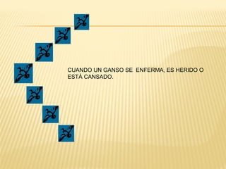 CUANDO UN GANSO SE ENFERMA, ES HERIDO O
ESTÁ CANSADO.
 