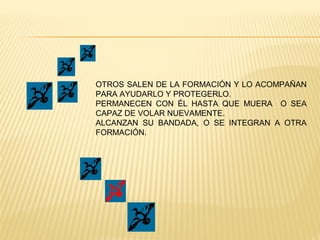 OTROS SALEN DE LA FORMACIÓN Y LO ACOMPAÑAN
PARA AYUDARLO Y PROTEGERLO.
PERMANECEN CON ÉL HASTA QUE MUERA O SEA
CAPAZ DE VOLAR NUEVAMENTE.
ALCANZAN SU BANDADA, O SE INTEGRAN A OTRA
FORMACIÓN.
 