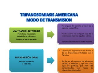TRIPANOSOMIASIS AMERICANA
MODO DE TRANSMISION
:
VÍA TRANSPLACENTARIA
Período de incubacion:
Congénita: 4 a 9 meses.
Durante el parto: variable.
• Por el paso del parásito a través de la
placenta hacia el feto.
• Puede ocurrir en cualquier fase de la
enfermedad materna: aguda o crónica
• Transmisión mediante la leche materna.
TRANSMISIÓN ORAL
Periodo incubación
3 a 22 días
• Ocurre por ingestión de las heces o
de los triatominos infectados con el
Parasito
• Se da por el consumo de alimentos
(frutas) o bebidas ( jugo de caña,
jugo de palmas) que han sido
contaminados con heces de
triatominos infectados.
 