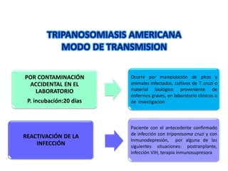 TRIPANOSOMIASIS AMERICANA
MODO DE TRANSMISION
POR CONTAMINACIÓN
ACCIDENTAL EN EL
LABORATORIO
P. incubación:20 dias
Ocurre por manipulación de pitos y
animales infectados, cultivos de T. cruzi o
material biológico proveniente de
enfermos graves, en laboratorio clinicos o
de investigacion
REACTIVACIÓN DE LA
INFECCIÓN
Paciente con el antecedente confirmado
de infección con tripanosoma cruzi y con
Inmunodepresión, por alguna de las
siguientes situaciones: postranplante,
infección VIH, terapia inmunosupresora
 