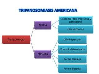 FASES CLINICAS
AGUDA
Síndrome febril infeccioso y
parasitemia
Facil detección
CRONICA
Dificil detección
Forma indeterminada
Forma cardiaca
Forma digestiva
TRIPANOSOMIASIS AMERICANA
 
