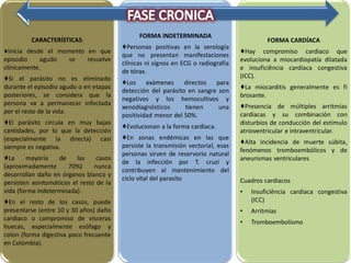 CARACTERÍSTICAS:
♦Inicia desde el momento en que
episodio agudo se resuelve
clínicamente.
♦Si el parásito no es eliminado
durante el episodio agudo o en etapas
posteriores, se considera que la
persona va a permanecer infectada
por el resto de la vida.
♦El parásito circula en muy bajas
cantidades, por lo que la detección
(especialmente la directa) casi
siempre es negativa.
♦La mayoría de las casos
(aproximadamente 70%) nunca
desarrollan daño en órganos blanco y
persisten asintomáticos el resto de la
vida (forma indeterminada).
♦En el resto de los casos, puede
presentarse (entre 10 y 30 años) daño
cardiaco o compromiso de vísceras
huecas, especialmente esófago y
colon (forma digestiva poco frecuente
en Colombia).
FORMA INDETERMINADA
♦Personas positivas en la serología
que no presentan manifestaciones
clínicas ni signos en ECG o radiografía
de tórax.
♦Los exámenes directos para
detección del parásito en sangre son
negativos y los hemocultivos y
xenodiagnósticos tienen una
positividad menor del 50%.
♦Evolucionan a la forma cardiaca.
♦En zonas endémicas en las que
persiste la transmisión vectorial, esas
personas sirven de reservorio natural
de la infección por T. cruzi y
contribuyen al mantenimiento del
ciclo vital del parasito
.
FORMA CARDÍACA
♦Hay compromiso cardiaco que
evoluciona a miocardiopatía dilatada
e insuficiência cardíaca congestiva
(ICC).
♦La miocarditis generalmente es fi
brosante.
♦Presencia de múltiples arritmias
cardíacas y su combinación con
disturbios de conducción del estímulo
atrioventricular e intraventricular.
♦Alta incidencia de muerte súbita,
fenómenos tromboembólicos y de
aneurismas ventriculares.
Cuadros cardiacos
• Insuficiência cardiaca congestiva
(ICC)
• Arritmias
• Tromboembolismo
 