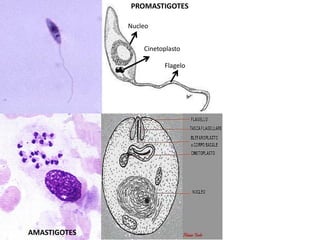 Nucleo
Cinetoplasto
Flagelo
PROMASTIGOTES
Nucleo
Cinetoplasto
Flagelo
AMASTIGOTES
 