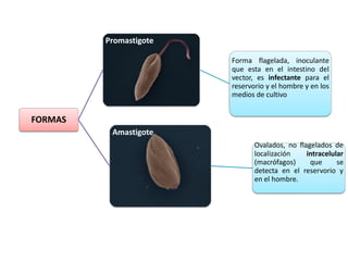 FORMAS
Promastigote
Forma flagelada, inoculante
que esta en el intestino del
vector, es infectante para el
reservorio y el hombre y en los
medios de cultivo
Amastigote
Ovalados, no flagelados de
localización intracelular
(macrófagos) que se
detecta en el reservorio y
en el hombre.
 