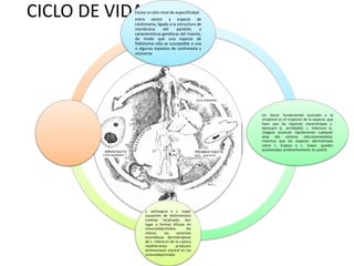 CICLO DE VIDAExiste un alto nivel de especificidad
entre vector y especie de
Leishmania, ligado a la estructura de
membrana del parásito y
características genéticas del insecto,
de modo que una especie de
flebótomo sólo es susceptible a una
o algunas especies de Leishmania y
viceversa
Un factor fundamental asociado a la
virulencia es el tropismo de la especie, que
hace que las especies viscerotropas L.
donovani (L. archibaldi), L. Infantum (L.
chagasi) alcancen rápidamente cualquier
área del sistema reticuloendotelial,
mientras que las especies dermotropas
como L. tropica o L. major, queden
acantonadas preferentemente en piel23.
L. aethiopica o L. major
causantes de leishmaniasis
cutánea localizada, dan
lugar a formas difusas en
inmunodeprimidos. Así
mismo, las variantes
enzimáticas dermotrópicas
de L. infantum de la cuenca
mediterránea producen
leishmaniasis visceral en los
inmunodeprimidos
 