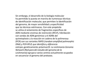 Sin embargo, el desarrollo de la biología molecular
ha permitido la puesta en marcha de numerosas técnicas
de identificación molecular, que permiten la identificación
del genoma, de mayor sensibilidad y especificidad
que las técnicas extrínsecas. Con este propósito
se utiliza el aislamiento de fragmentos específicos de
ADN mediante enzimas de restricción (RFLP), hibridación
con sondas de ADN genómico y el ADNk del
quinetoplasto y la reacción en cadena de la polimerasa
(PCR) con sus variantes RAPD (random amplified polimorphic
DNA) y PCR-RFLP, que identifica y diferencia
estirpes genéticamente próximas19. La Leishmania Genoma
Network (Red para del estudio del genoma de la
Leishmania) agrupa a varios centros actualmente ocupados
en secuenciar el genoma del protozoo.
 
