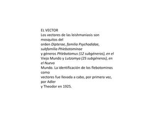 EL VECTOR
Los vectores de las leishmaniasis son
mosquitos del
orden Dipterae, familia Psychodidae,
subfamilia Phlebotominae
y géneros Phlebotomus (12 subgéneros), en el
Viejo Mundo y Lutzomya (25 subgéneros), en
el Nuevo
Mundo. La identificación de los flebotominos
como
vectores fue llevada a cabo, por primera vez,
por Adler
y Theodor en 1925.
 
