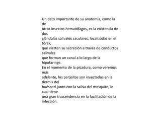 Un dato importante de su anatomía, como la
de
otros insectos hematófagos, es la existencia de
dos
glándulas salivales saculares, localizadas en el
tórax,
que vierten su secreción a través de conductos
salivales
que forman un canal a lo largo de la
hipofaringe.
En el momento de la picadura, como veremos
más
adelante, los parásitos son inyectados en la
dermis del
huésped junto con la saliva del mosquito, lo
cual tiene
una gran trascendencia en la facilitación de la
infección.
 