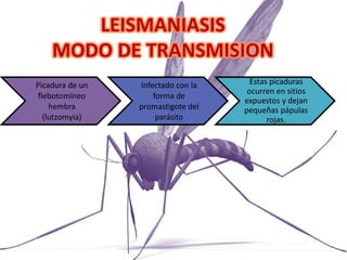 LEISMANIASIS
MODO DE TRANSMISION
Picadura de un
flebotomíneo
hembra
(lutzomyia)
Infectado con la
forma de
promastigote del
parásito
Estas picaduras
ocurren en sitios
expuestos y dejan
pequeñas pápulas
rojas.
 