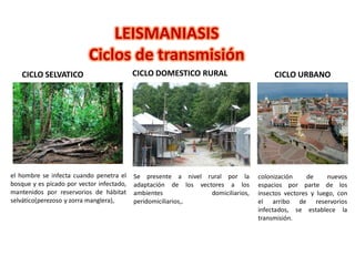 el hombre se infecta cuando penetra el
bosque y es picado por vector infectado,
mantenidos por reservorios de hábitat
selvático(perezoso y zorra manglera),
LEISMANIASIS
Ciclos de transmisión
Se presente a nivel rural por la
adaptación de los vectores a los
ambientes domiciliarios,
peridomiciliarios,.
CICLO SELVATICO CICLO DOMESTICO RURAL
colonización de nuevos
espacios por parte de los
insectos vectores y luego, con
el arribo de reservorios
infectados, se establece la
transmisión.
CICLO URBANO
 