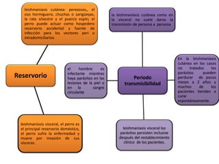 Reservorio
leishmaniasis cutánea: perezosos,, el
oso hormiguero, chuchas o zarigüeyas,
la rata silvestre y el puerco espín; el
perro puede actuar como hospedero
reservorio accidental y fuente de
infección para los vectores peri o
intradomiciliarios.
leishmaniosis visceral, el perro es
el principal reservorio doméstico,
el perro sufre la enfermedad y
muere por invasión de sus
vísceras.
Periodo
transmisibilidad
la leishmaniasis cutánea como en
la visceral no suele darse la
transmisión de persona a persona
En la leishmaniasis
cutánea en los casos
no tratados los
parásitos pueden
perdurar de pocos
meses a 2 años y
muchos de los
pacientes tienden a
curar
espontáneamente.
el hombre es
infectante mientras
haya parásitos en las
lesiones de la piel o
en la sangre
circulante
leishmaniasis visceral los
parásitos persisten inclusive
después del restablecimiento
clínico de los pacientes.
 