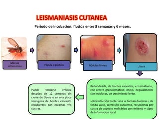 LEISMANIASIS CUTANEA
Macula
eritematosa Pápula o pústula Nódulos firmes Ulcera
Periodo de incubacion: fluctúa entre 3 semanas y 6 meses.
Redondeada, de bordes elevados, eritematosos,,
con centro granulomatoso limpio. Regularmente
son indoloras, de crecimiento lento.
sobreinfección bacteriana se tornan dolorosas, de
fondo sucio, secreción purulenta, recubiertas por
costra de aspecto melisérico con eritema y signo
de inflamacion local
Puede tornarse crónica
despúes de 12 semanas sin
cierre de úlcera o en una placa
verrugosa de bordes elevados
recubiertos con escamas y/o
costras.
 