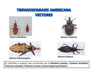TRIPANOSOMIASIS AMERICANA
VECTORES
En Colombia la especie más encontrada son el Rhodnius prolixus, Triatoma dimidiata,
Triatoma maculata, Triatoma venosa y Panstrongylus geniculatus
Género Rhodnius Género Triatoma
Género Panstrongylus
Género Eratyrus
 