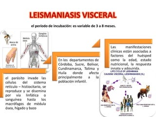LEISMANIASIS VISCERAL
el parásito invade las
células del sistema
retículo – histiocitario, se
reproduce y se disemina
por vía linfática o
sanguínea hasta los
macrófagos de médula
ósea, hígado y bazo
En los departamentos de
Córdoba, Sucre, Bolívar,
Cundinamarca, Tolima y
Huila donde afecta
principalmente a la
población infantil.
Las manifestaciones
clínicas están asociadas a
factores del huésped
como la edad, estado
nutricional, la respuesta
innata y adquirida.
el período de incubación: es variable de 3 a 8 meses.
 