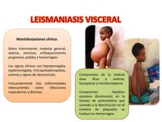 LEISMANIASIS VISCERAL
Manisfestaciones clinica:
fiebre intermitente, malestar general,
astenia, anorexia, enflaquecimiento
progresivo, palidez y hemorragias.
Los signos clínicos son hepatomegalia,
esplenomegalia, micropoliadenopatías,
anemia y signos de desnutrición.
Frecuentemente hay enfermedades
intercurrentes como infecciones
respiratorias y diarreas.
Compromiso de la médula
ósea lleva a anemia,
leucopenia y trombocitopenia
Compromiso hepático
ocasiona disminución en la
tiempo de protrombina que
sumada a la disminución en el
número de plaquetas se
traduce en hemorragias
 