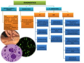DIAGNOSTICO
HISTORIA CLINICA O
AMNESIA
Edad, genero,
procedencia, escolaridad y
ocupación; tiempo de
exposición, características
de Las lesiones, el tiempo
de evolución;
antecedentes
epidemiológicos,
patológicos, alérgicos y
farmacológicos.
EXAMEN FISICO
Rinoscopia y registro
del área de las lesiónes
y su localización
exacta.
P. LABORATORIO
LC
EXAMEN DIRECTO:
FROTIS O ASPIRADO
DE LA LESION
REACCION DE
MONTENEGRO
BIOPSIA DE PIEL
CULTIVOS
LMC
REACCION DE
MONTENEGRO
BIIOPSIA DE MUCOSA
NASAL
IFI: Positiva con
títulos mayores o
iguales a 1/16 y ELISA
LV
CUADRO HEMATICO -
TIEMPOS DE
COAGULACION- SEROLOGIA
EXAMEN PARASITOLÓGICO
DIRECTO MEDIANTE
ASPIRADO DE BAZO
EXAMEN PARASITOLÓGICO
DIRECTO MEDIANTE
ASPIRADO DE MÉDULA
ÓSEA:
IFI Positiva con títulos
mayores o iguales a 1/32.Y
ELISA
REACCIÓN DE
MONTENEGRO
 