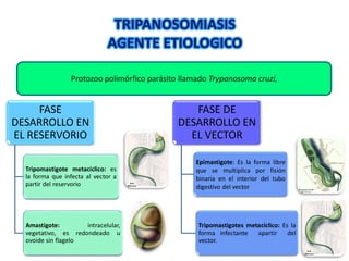 TRIPANOSOMIASIS
AGENTE ETIOLOGICO
FASE
DESARROLLO EN
EL RESERVORIO
Tripomastigote metacíclico: es
la forma que infecta al vector a
partir del reservorio
Amastigote: intracelular,
vegetativo, es redondeado u
ovoide sin flagelo
FASE DE
DESARROLLO EN
EL VECTOR
Epimastigote: Es la forma libre
que se multiplica por fisión
binaria en el interior del tubo
digestivo del vector
Tripomastigotes metacíclico: Es la
forma infectante apartir del
vector.
Protozoo polimórfico parásito llamado Trypanosoma cruzi,
 