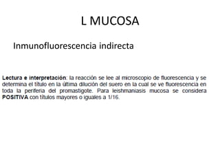 L MUCOSA
Inmunofluorescencia indirecta
 