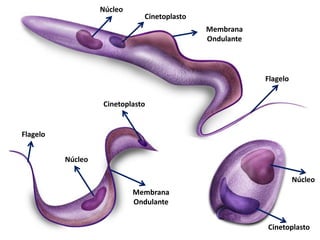 Núcleo
Núcleo
Núcleo
Cinetoplasto
Cinetoplasto
Cinetoplasto
Membrana
Ondulante
Membrana
Ondulante
Flagelo
Flagelo
 
