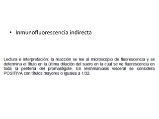 • Inmunofluorescencia indirecta
 