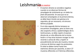 LeishmaniaDirecto negativo
• El examen directo se considera negativo
cuando no se observan formas de
amastigote de Leishmania sp. en todos los
frotis del paciente. En caso que no se
observen amastigotes en la primera lámina,
se debe hacer tinción con giemsa a la
segunda y de ser necesario, a la tercera
lámina ya fijada.
• Si en ésta segunda lámina tampoco se
encuentran amastigotes, pero se tiene una
alta sospecha clínica y epidemiológica de la
leishmaniasis, se debe repetir el examen
directo de un sitio diferente de la misma
lesión o si hay otras lesiones escoger la más
reciente o activa de ellas y repetir el
procedimiento de toma de muestra, tinción
y lectura de láminas según los protocolos.
En total se deben tomar hasta tres
exámenes directo por paciente, es decir 27
muestras diferentes en 9 láminas diferentes.
 