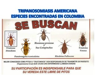 TRIPANOSOMIASIS AMERICANA
ESPECIES ENCONTRADAS EN COLOMBIA
 