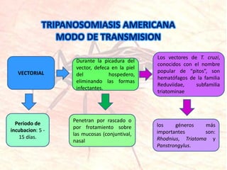 Durante la picadura del
vector, defeca en la piel
del hospedero,
eliminando las formas
infectantes.
TRIPANOSOMIASIS AMERICANA
MODO DE TRANSMISION
VECTORIAL
Penetran por rascado o
por frotamiento sobre
las mucosas (conjuntival,
nasal
Periodo de
incubacion: 5 -
15 días.
Los vectores de T. cruzi,
conocidos con el nombre
popular de “pitos”, son
hematófagos de la familia
Reduviidae, subfamilia
triatominae
los géneros más
importantes son:
Rhodnius, Triatoma y
Panstrongylus.
 