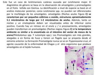 Este fue un caso de leishmaniasis cutánea causada por Leishmania major. El
diagnóstico de género se basa en la observación de amastigotes y promastigotes
en el frotis teñida con Giemsa. La identificación a nivel de especie se basó en el
análisis molecular posterior, como Leishmania spp. no pueden ser diferenciados
por la morfología de los amastigotes. amastigotes (flechas azules Figura C) se
caracterizan por ser pequeños esféricos a ovoide, estructuras aproximadamente
5.1 micrómetros de largo por 1-2 micrómetros de ancho. Además, tanto un
núcleo y un cinetoplasto deben ser visualizadas antes de informar como
positivo. Cuando hay un retraso en el envío y / o procesamiento, amastigotes
pueden transforman en promastigotes (flechas negras Figura C) si la temperatura
ambiente es similar a la encontrada en el intestino del vector de mosca de la
arena(Phlebotomus spp. Y Lutzomyia spp.). Los Promastigotes son más grandes,
alargados o en forma de huso y tienen un flagelo que se proyecta desde el
extremo anterior. La formación Promastigote nunca se ve en Trypanosoma cruzi, el
agente causante de la enfermedad de Chagas y el otro organismo que produce
amastigotes en el tejido humano.
 