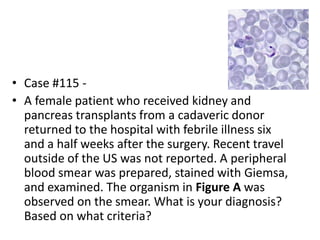 • Case #115 -
• A female patient who received kidney and
pancreas transplants from a cadaveric donor
returned to the hospital with febrile illness six
and a half weeks after the surgery. Recent travel
outside of the US was not reported. A peripheral
blood smear was prepared, stained with Giemsa,
and examined. The organism in Figure A was
observed on the smear. What is your diagnosis?
Based on what criteria?
 