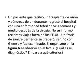 • Un paciente que recibió un trasplante de riñón
y páncreas de un donante regresó al hospital
con una enfermedad febril de Seis semanas y
medio después de la cirugía. No se informó
recientes viajes fuera de los EE.UU. Un frotis
de sangre periférica se preparó, se tiñó con
Giemsa y fue examinado. El organismo en la
figura A se observó en el frotis. ¿Cuál es su
diagnóstico? En base a qué criterios?
 