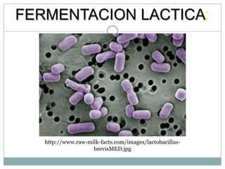 FERMENTACION LACTICA: http://www.raw-milk-facts.com/images/lactobacillus-brevisMED.jpg 