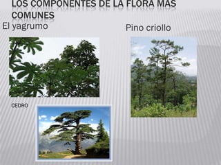 El yagrumo Pino criollo
LOS COMPONENTES DE LA FLORA MAS
COMUNES
CEDRO
 