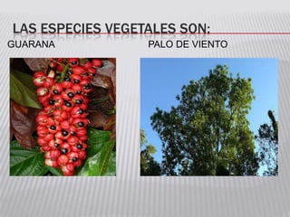 LAS ESPECIES VEGETALES SON:
GUARANA PALO DE VIENTO
 