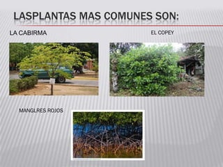 LASPLANTAS MAS COMUNES SON:
LA CABIRMA EL COPEY
MANGLRES ROJOS
 