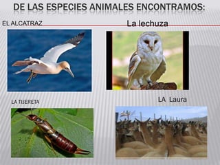DE LAS ESPECIES ANIMALES ENCONTRAMOS:
EL ALCATRAZ La lechuza
LA TIJERETA LA Laura
 