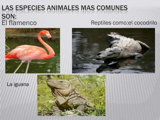 LAS ESPECIES ANIMALES MAS COMUNES
SON:
El flamenco Reptiles como:el cocodrilo
La iguana
 