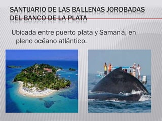 SANTUARIO DE LAS BALLENAS JOROBADAS
DEL BANCO DE LA PLATA
Ubicada entre puerto plata y Samaná, en
pleno océano atlántico.
 
