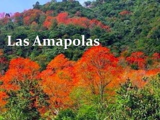Las Amapolas
 