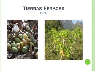 TIERRAS FERACES
FÉRTIL
 