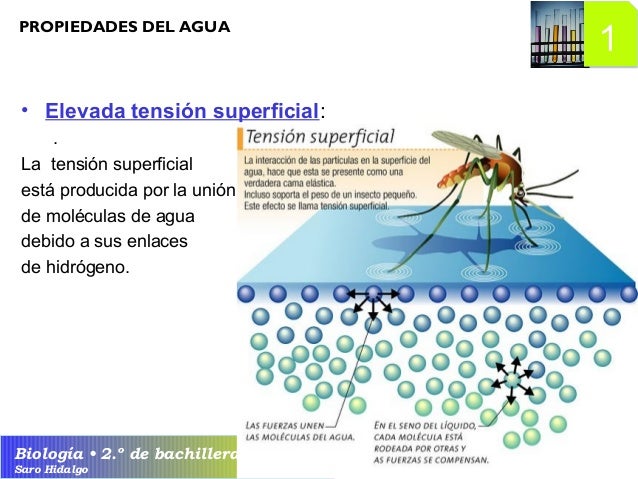 01 Bioelementos y biomoléculas. Agua y sales minerales